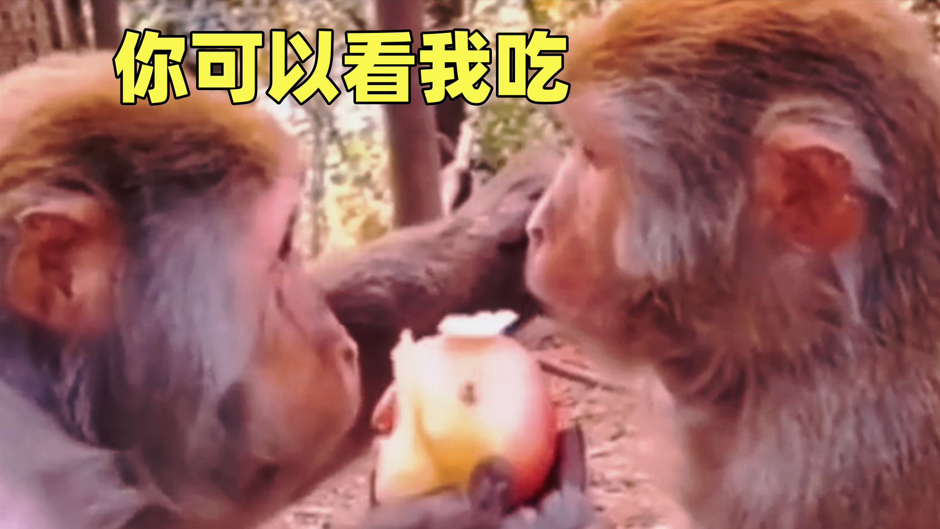 猴子：我虽不让你吃，但我让你看