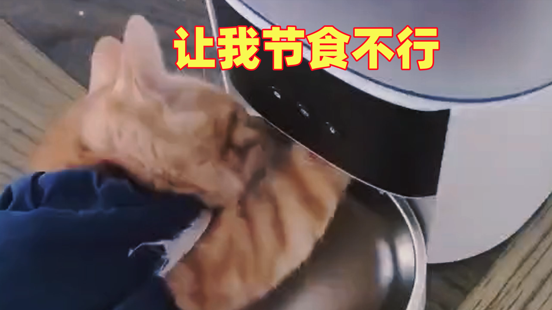 猫咪：我啥都能妥协，但不能节食