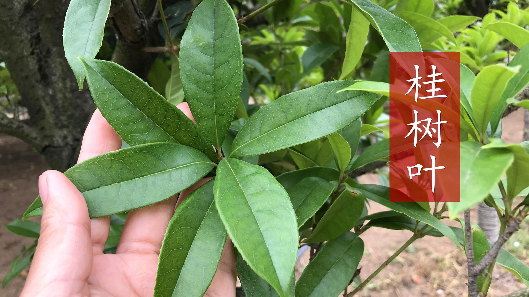 才发现桂树叶比桂花还值钱,它的厉害妙用你知道吗?一起了解下吧