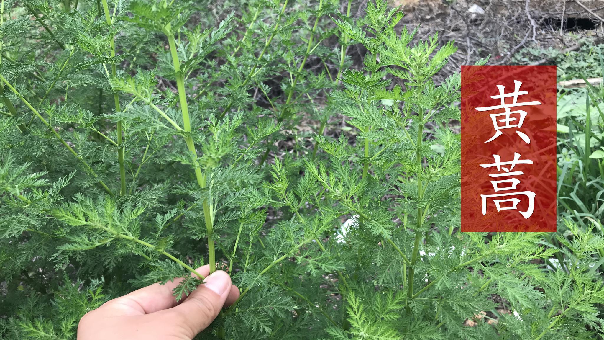 夏天必备的解暑神器"黄蒿",对蚊虫叮咬,皮肤瘙痒有特效哦