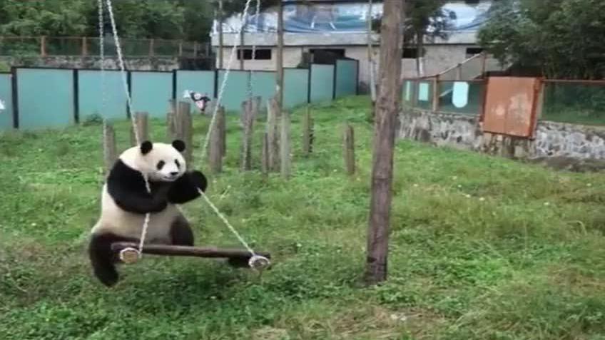 熊猫荡秋千的萌照,网友:这么可爱一定是人扮得