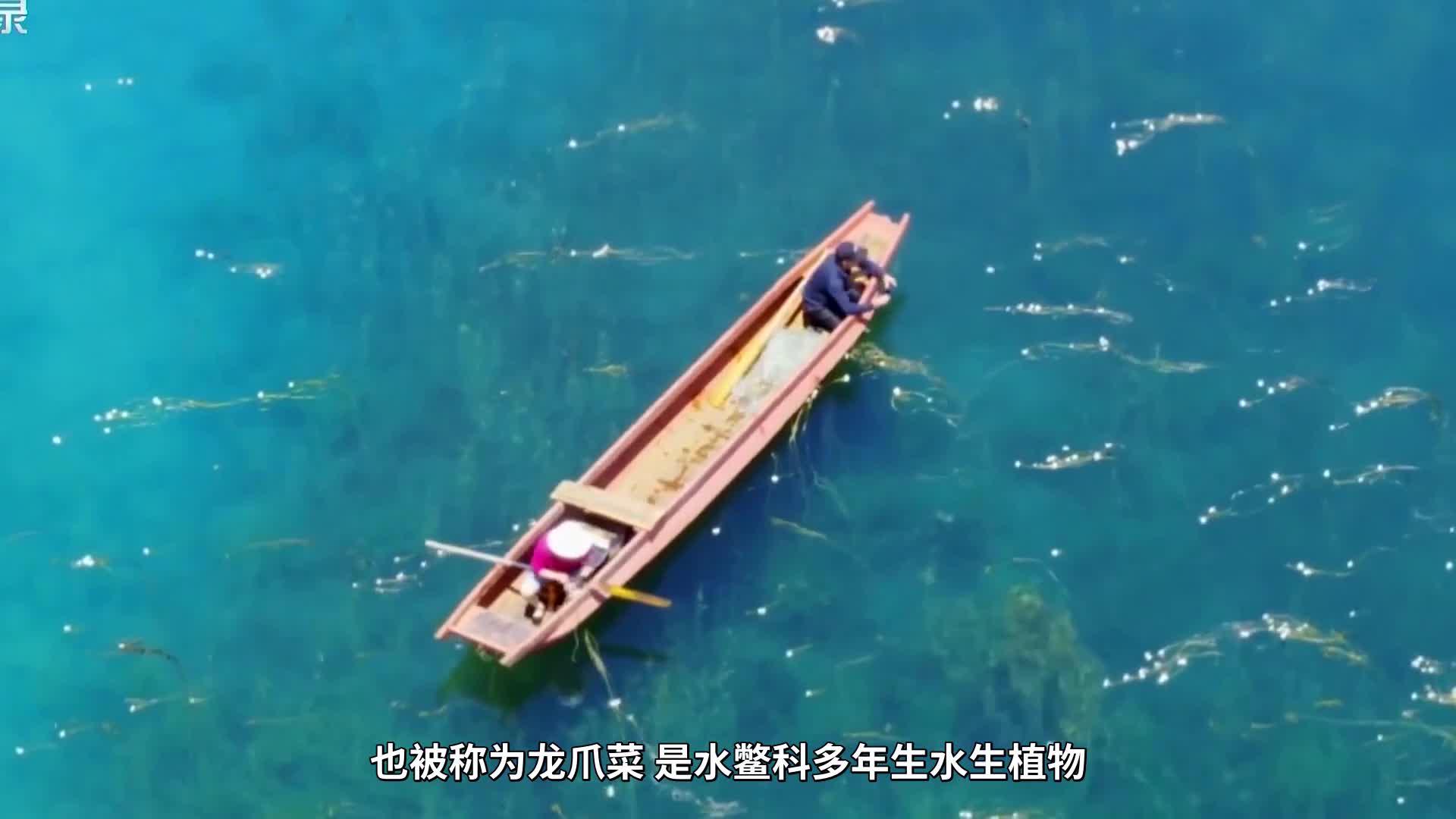 美到窒息！泸沽湖海菜花怒放 繁花似锦宛如仙境