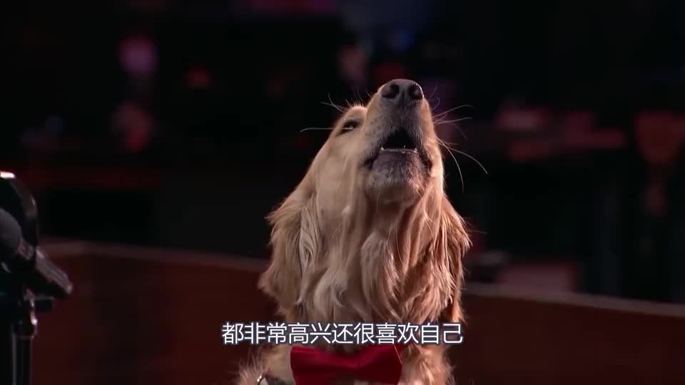 金毛被带去参加选秀，主人弹钢琴它唱歌，如今当宠物都成精了？