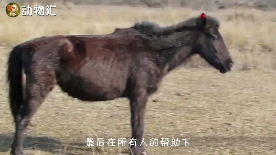 即将绝迹的野生黑马，竟遭到猎人残忍虐待，血肉模糊看的心疼不已