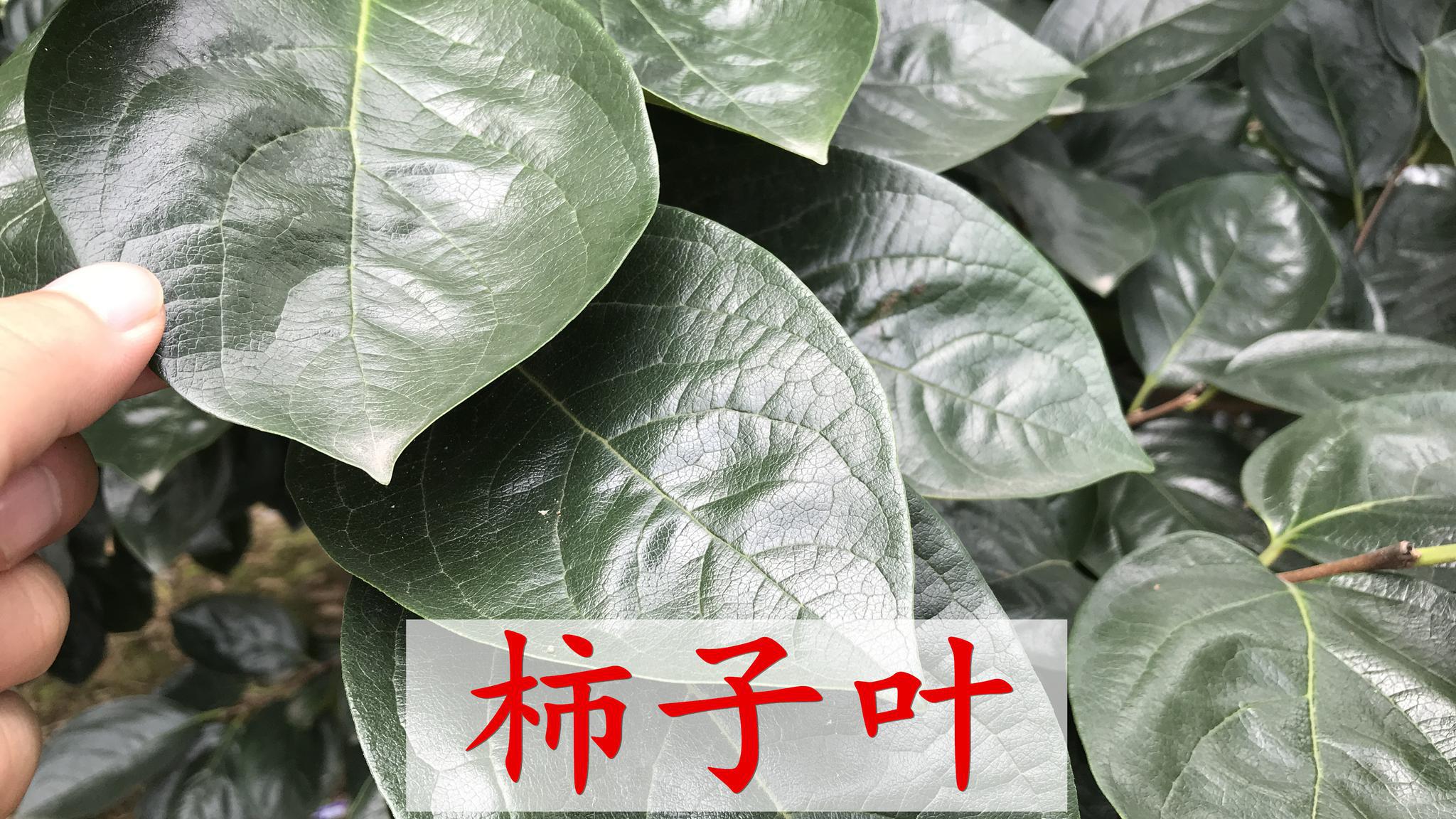 柿子叶煮水泡澡对身体有哪些好处今天才知道太厉害了