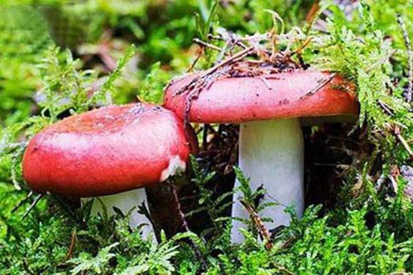 山上肉蘑菇多少钱一斤 6a5c-ivmqpci5089741.jpg