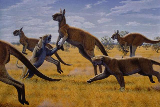 猫狗在澳洲的“发家史”，人类在这一过程中的作用举足轻重