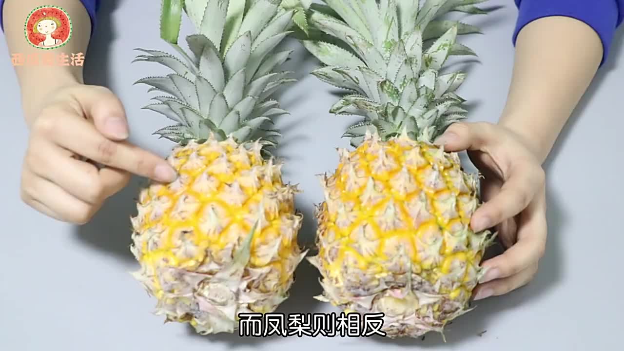 菠萝和凤梨你能分的清吗学会这诀窍一眼辨别再也不花冤枉钱