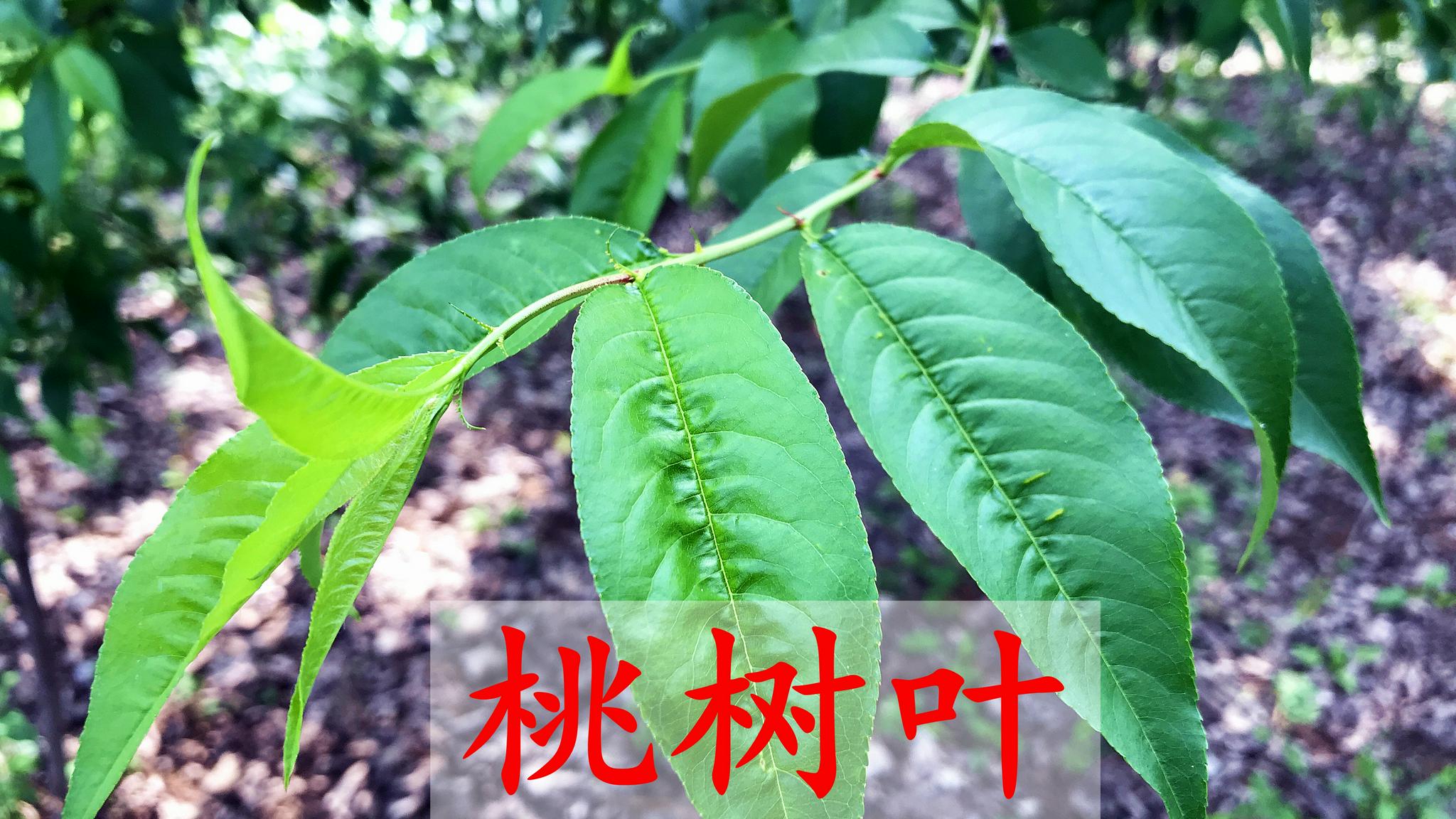 桃树叶的3个用途?真的比桃子还值钱吗?看完这个视频涨