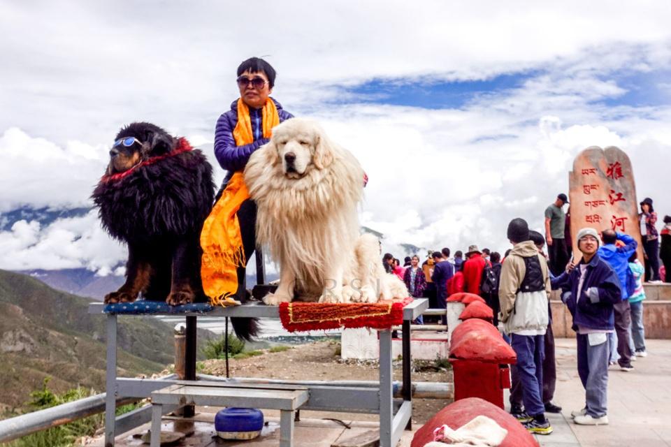 羊卓雍措景区附近，观景台上藏獒和牦牛不再凶猛，温顺与游客合影
