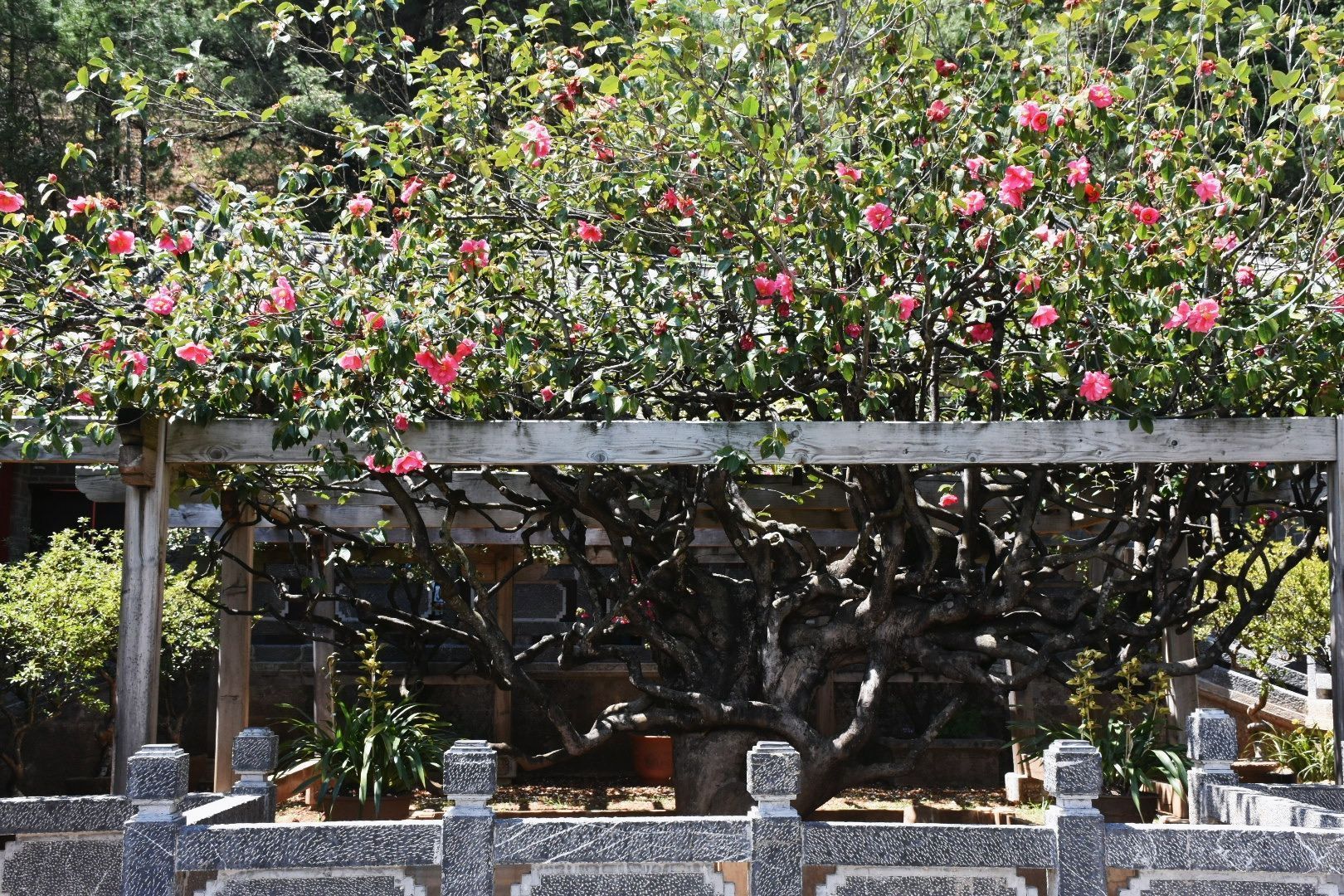 每年"三多节,大家便会前往玉峰寺赴一场山茶花之约.