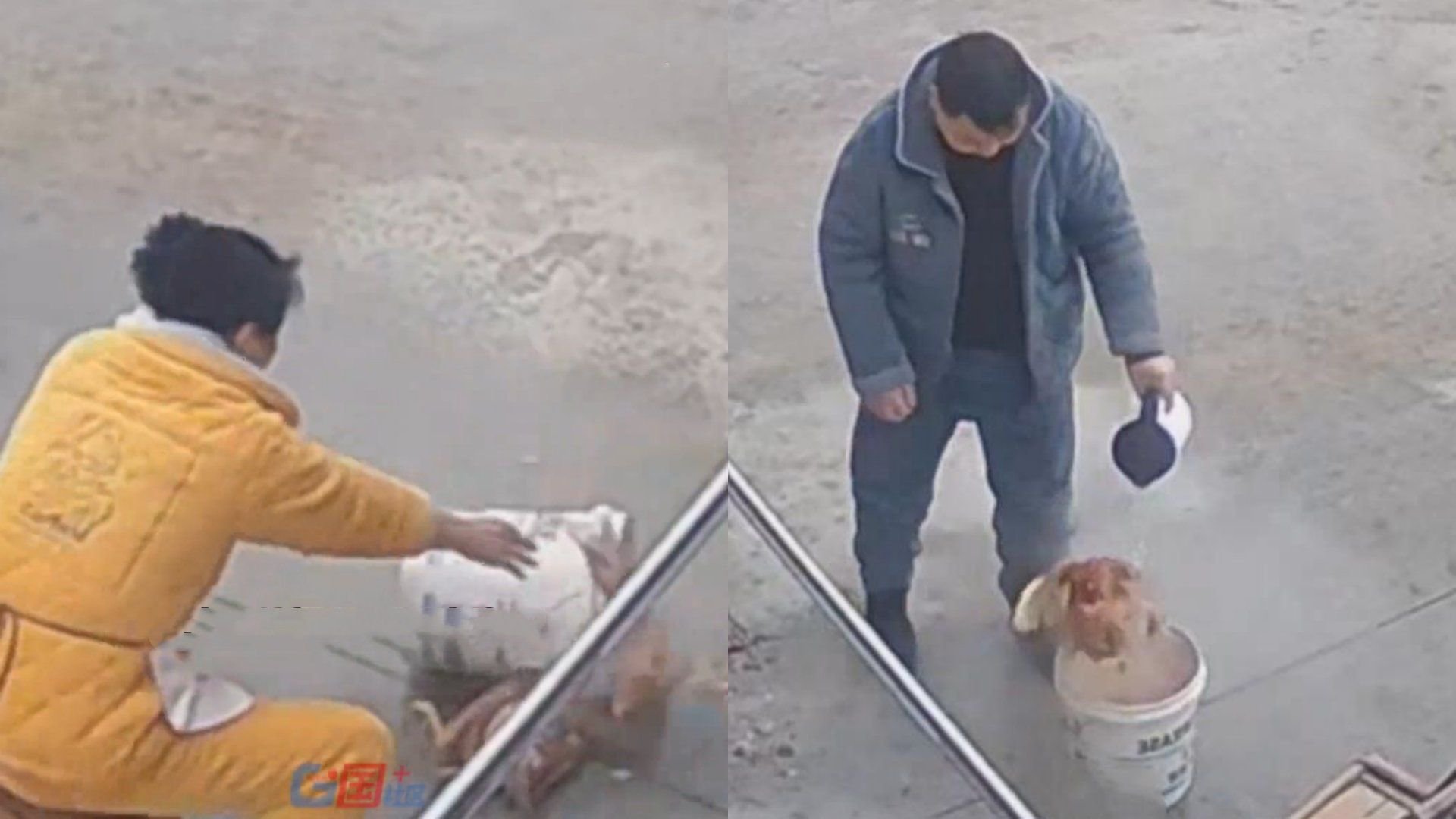 求生欲拉满！丈母娘家杀年鸡，没想到鸡突然“复活”越狱两次