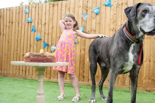 英国8岁巨型狗狗去世，生前被吉尼斯纪录认证为世界上最高的狗