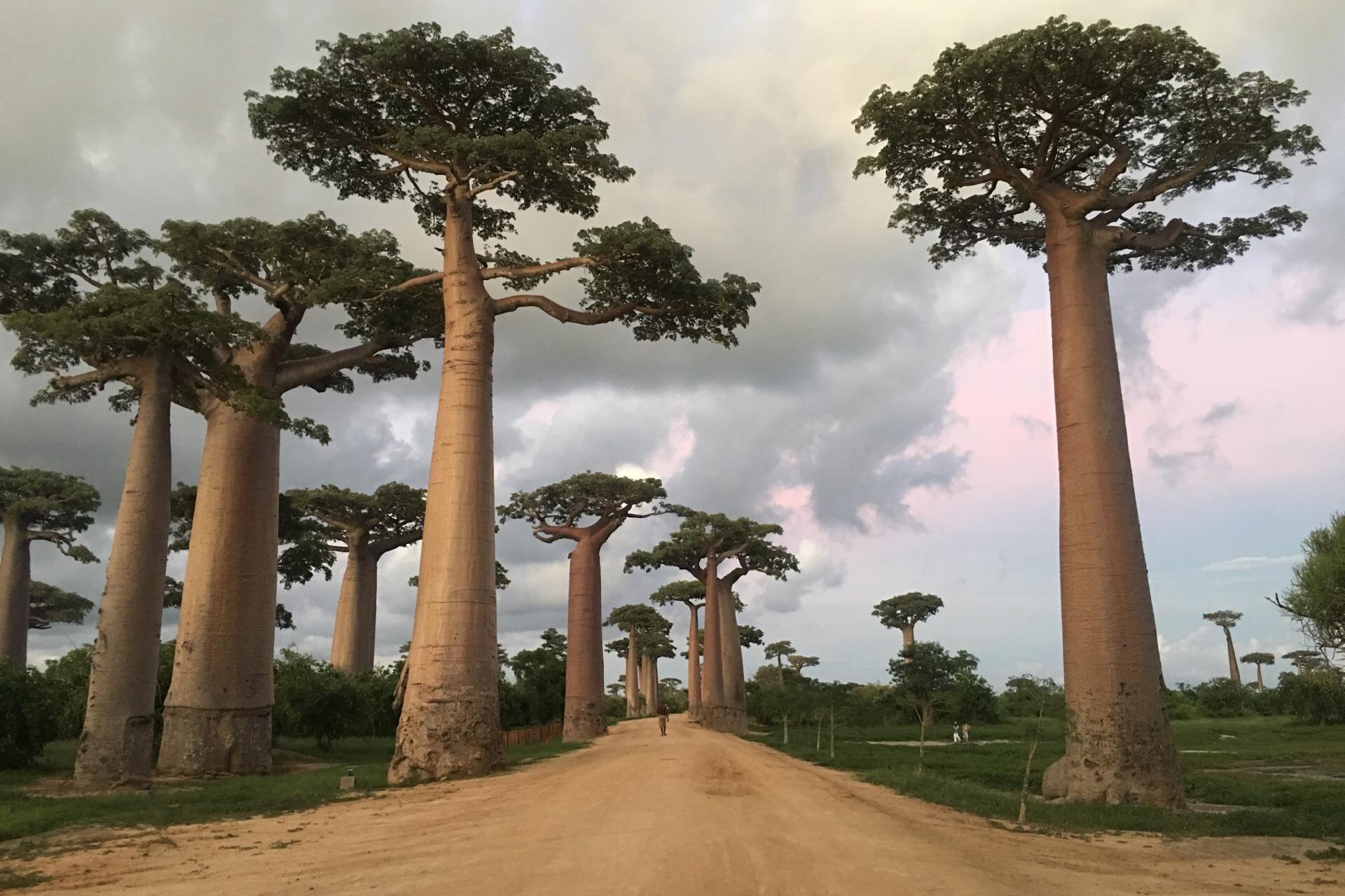 Madagaskar, een paradijs voor de Afrikaanse kust - Travelgek