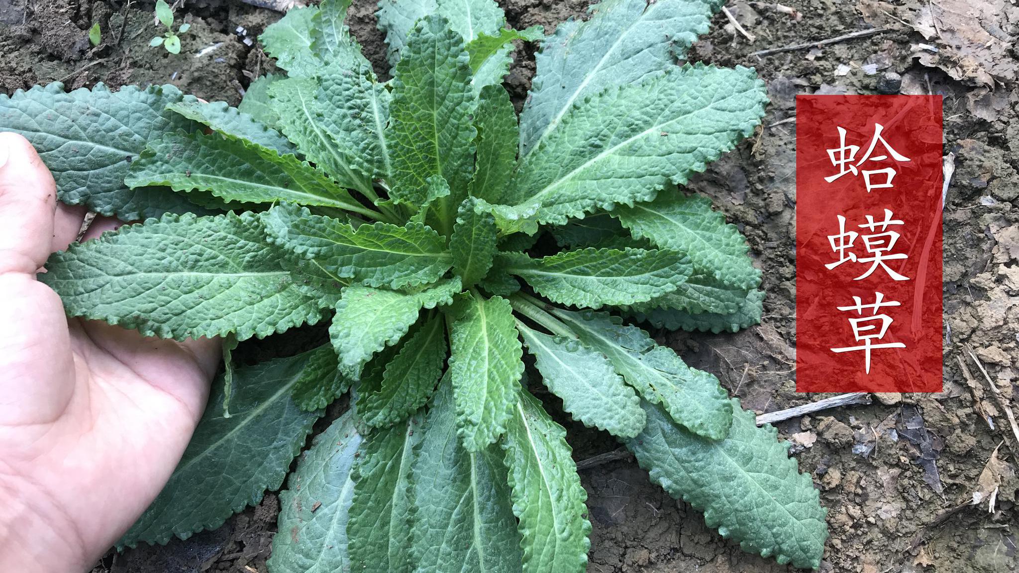 明星草药"荔枝草",用于牙痛,咽喉痛,痔疮,你认识吗?