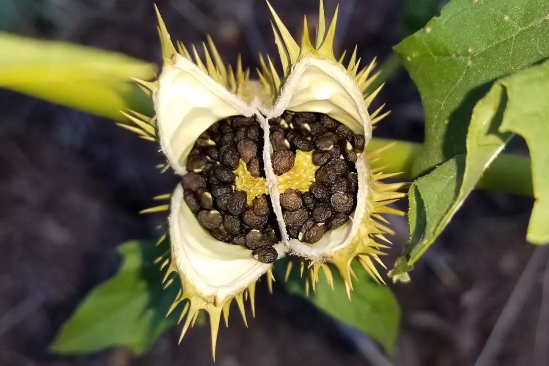 阉猪半个村都能听到,骟羊时,为什么羊不大声叫,它不...