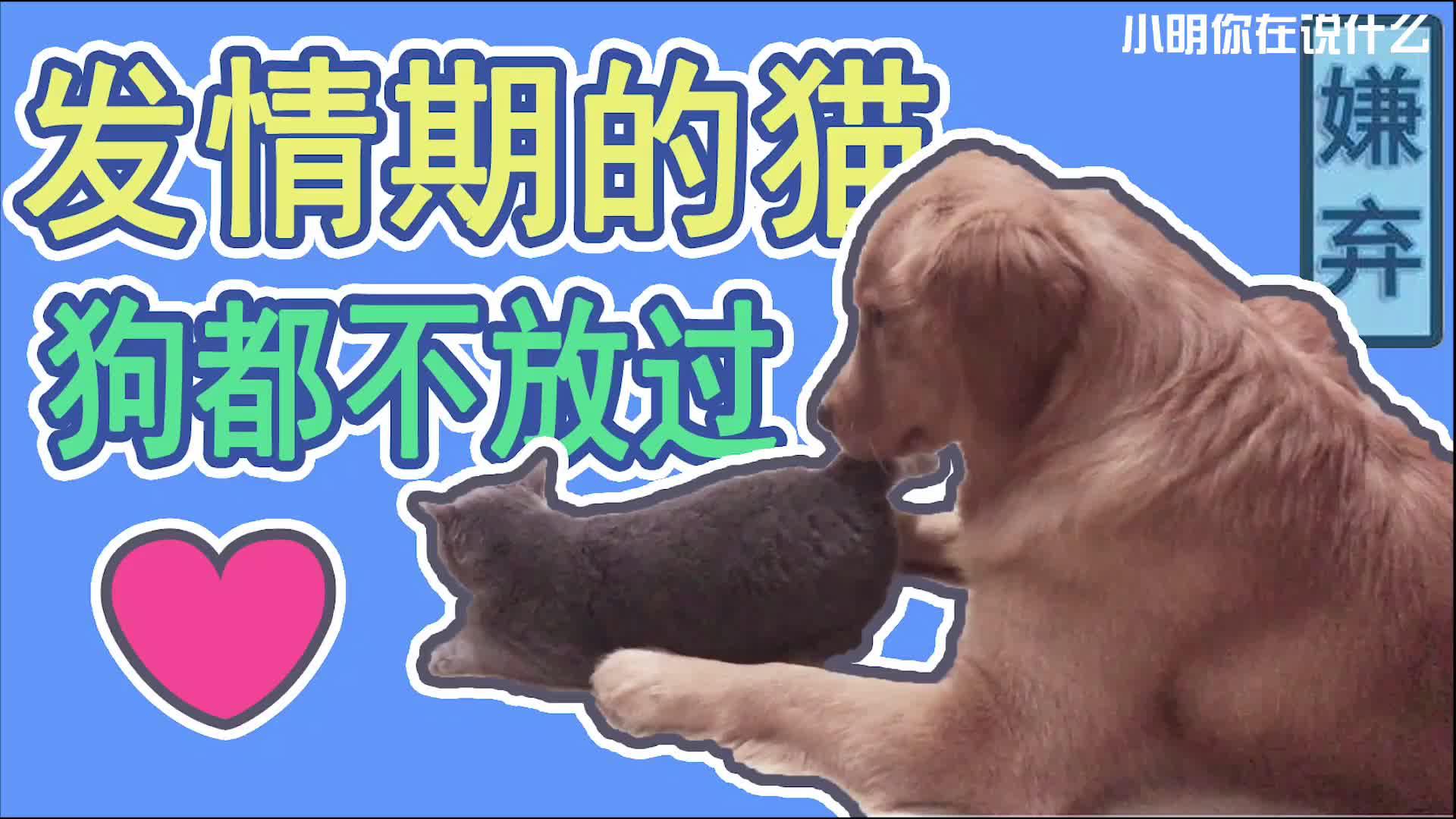 爱情让猫面目全非 连狗都不放过 发情期的猫让主人和金毛哭笑不得