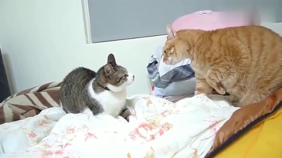 两只猫打架,橘猫的表情全是戏,承包了我一天的笑点