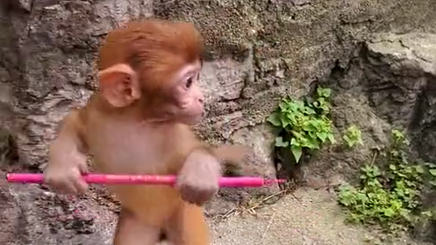 不愧是猴子猴孙玩起棍子都是一套一套的还挺可爱的