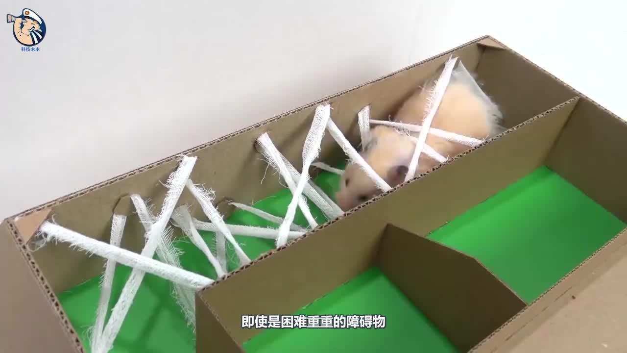 小伙给仓鼠设计6层金字塔迷宫,它能顺利逃脱吗?一起来见识下