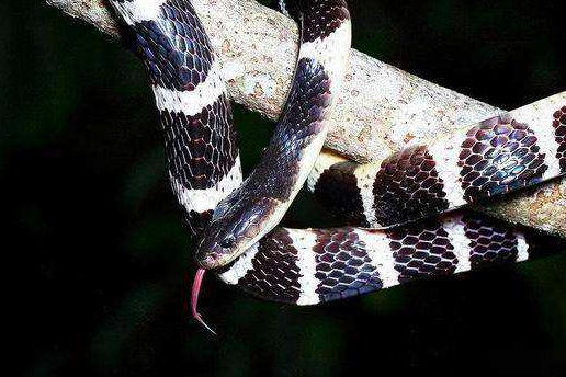 为什么银环蛇是我国最毒的毒蛇？