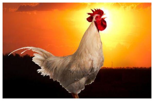 为什么公鸡每天能准时打鸣,难道它会算时间?科学家透露其中缘由