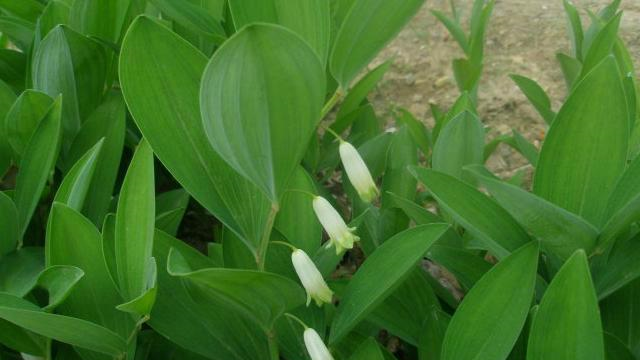 做农活见到此草,请移植别铲除,它为"玉竹",野生120元一斤