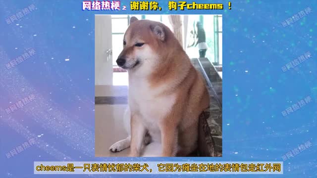 谢谢你cheems表情包,cheems狗我只想要快乐 【网络热梗】之谢谢你,cheems!守护网络的狗子,我只想要快乐!