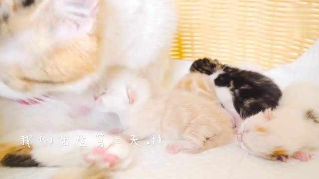 小奶猫们刚出生第二天就开始为了吃的动起手来小拳拳真是太萌了