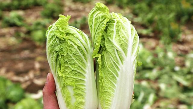 大白菜:这是咱们国内原生的蔬菜品种,又叫包心白菜,在北方很多地方都