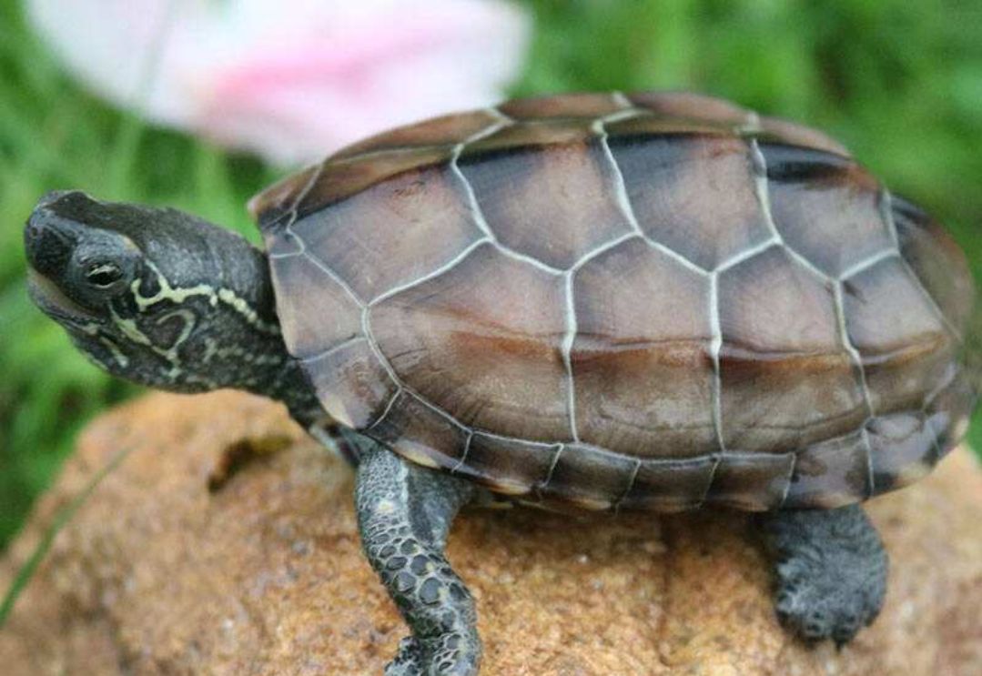 图解花龟和草龟区别