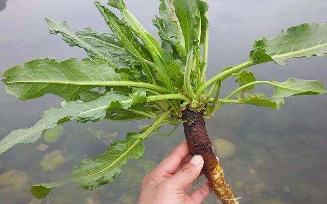 1种野草叫牛舌头,好多人上山排队挖,竟然有大作用
