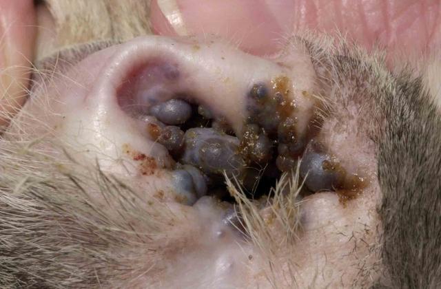 什么是耵聍腺瘤?患有此病的猫狗,很有可能因此而被切除耳朵