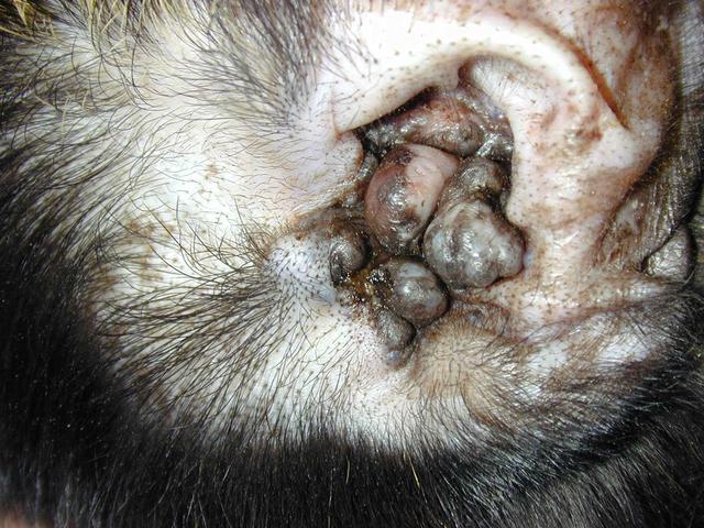 患有此病的猫狗,很有可能因此而被切除耳朵|耵聍腺瘤|狗狗|肿瘤_新浪