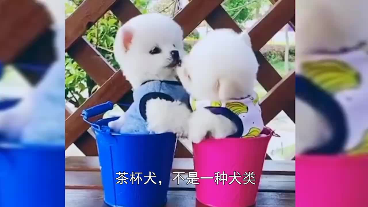 5万一只的茶杯犬竟然是这么来的看完我愤怒了