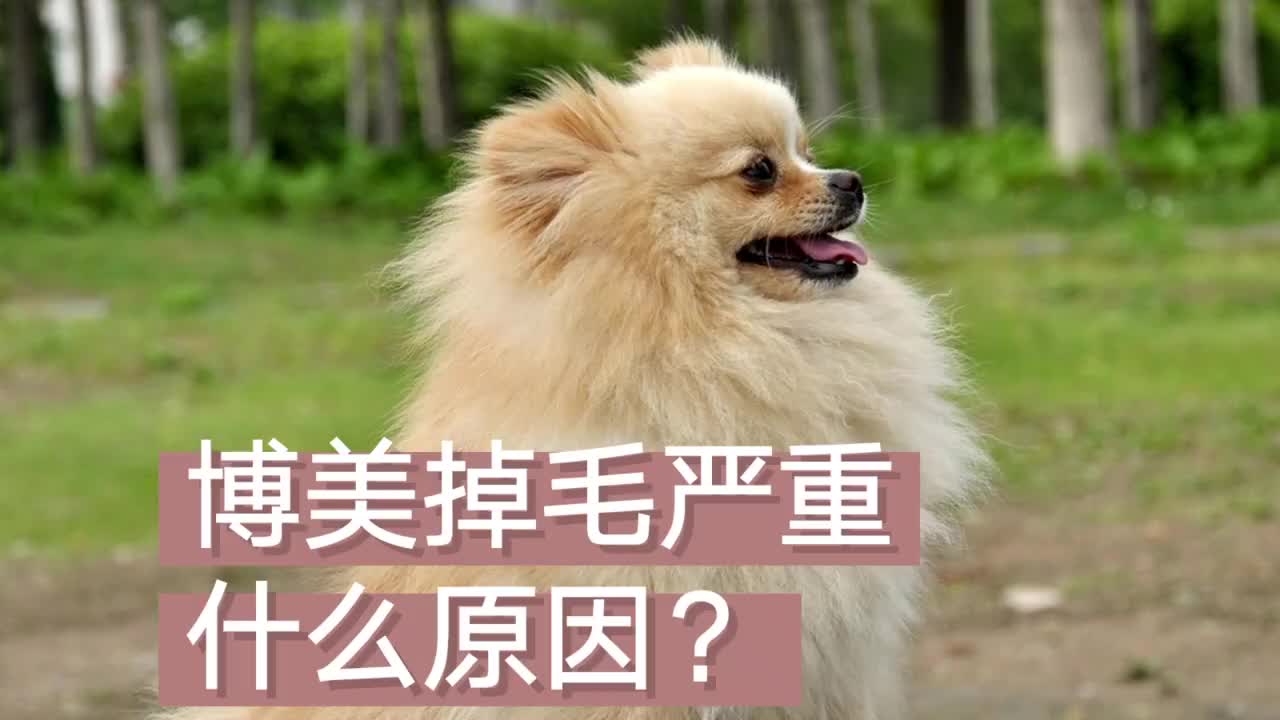 博美掉毛严重什么原因