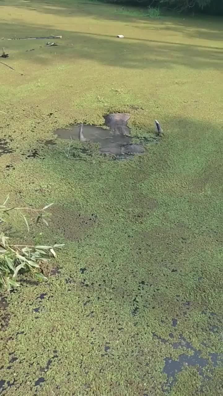 水牛就是牛，按照这个水中憋气时间，十个人也比不了！