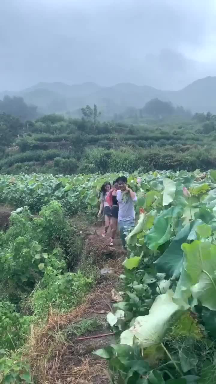 水里摘莲蓬，绿色食品