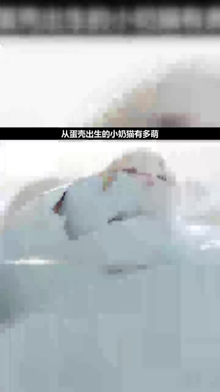 从蛋壳出生的小奶猫这也太萌了吧