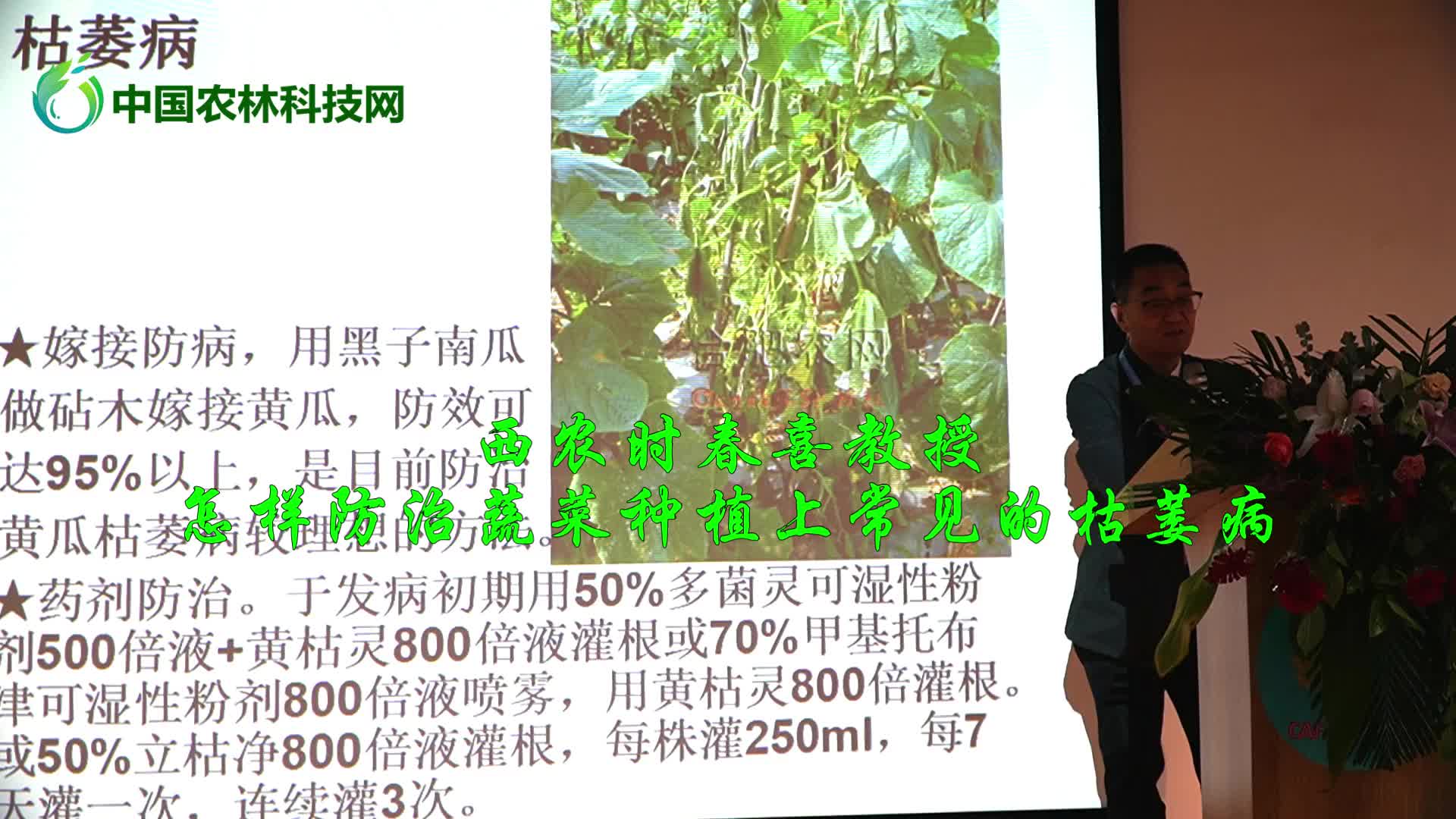 西农时春喜教授：怎样防治蔬菜种植上常见的枯萎病