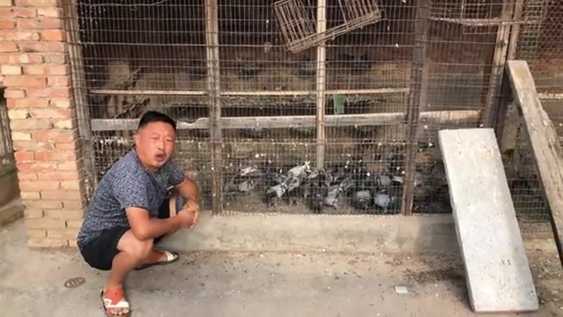 真正的养鸽大户,它养的全是信鸽,名血统的鸽子它全有,来欣赏下
