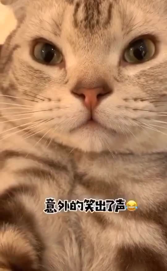 治愈系猫猫小王你说啊喔