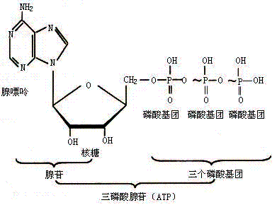 节食才能减肥吗,你只是懒,不饿肚子也能瘦