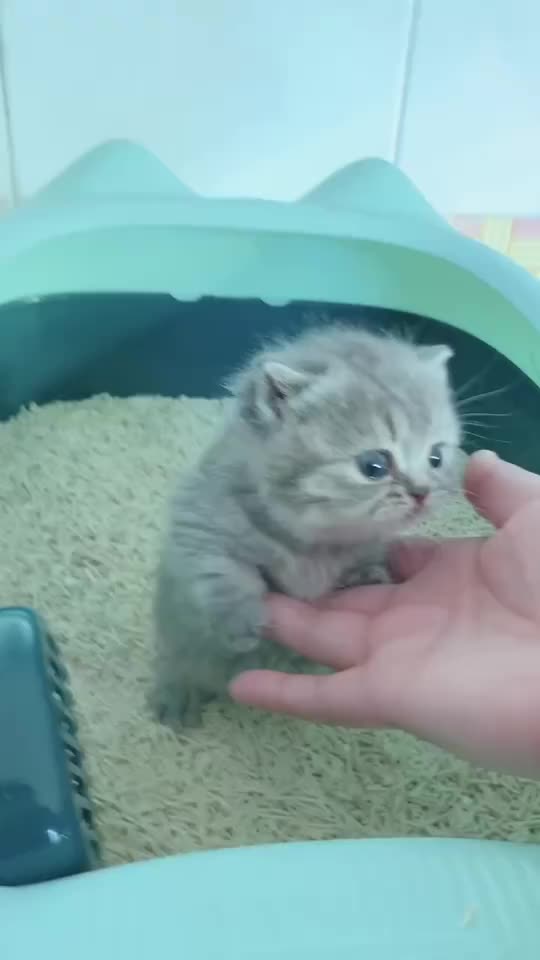 小奶猫拉臭臭都那么可爱