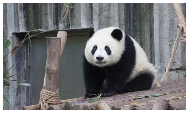 为何肉食动物不敢攻击大熊猫?专家:且看大熊猫上古时期都叫什么