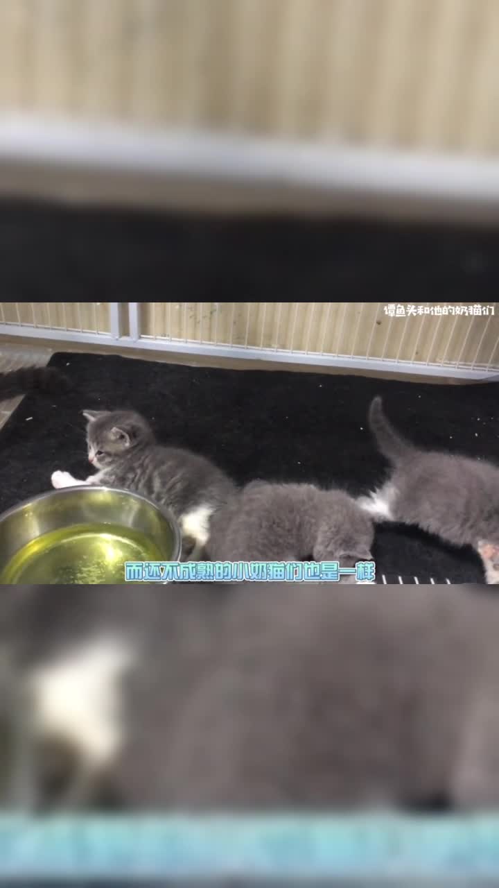 还没断奶的小奶猫干仗下手竟这么狠
