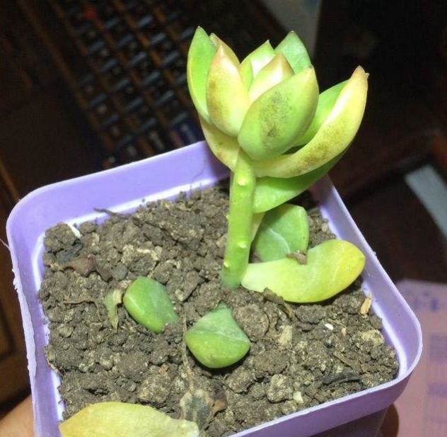 多肉烟煤病来袭,这5种特别容易得,一不小心叶子就没有