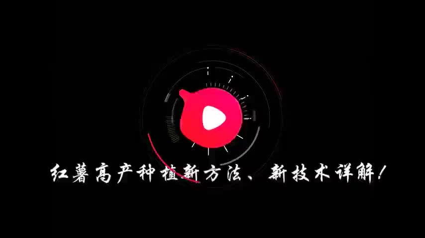 朱渭兵春天如何种植红薯做好这几点产量高品质好