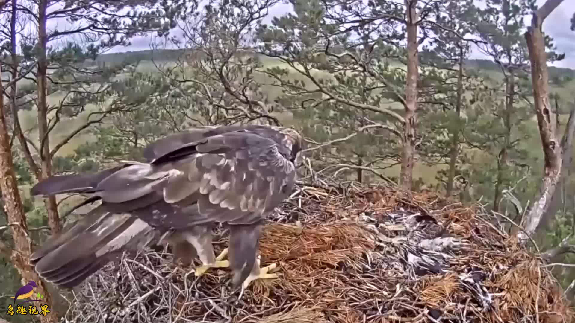 鹰妈又回来看望小鹰了