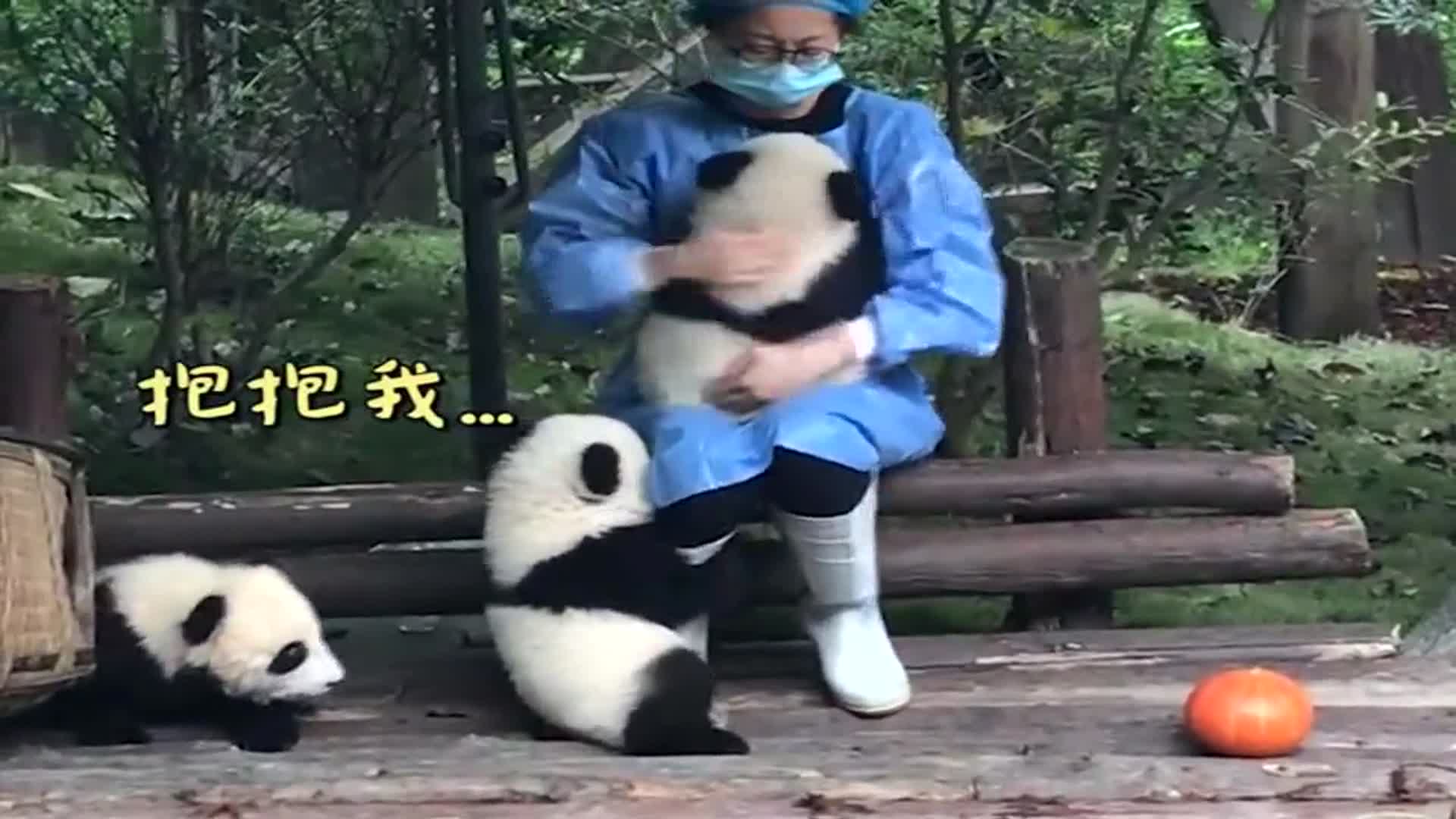 熊猫小可爱求抱抱,心都萌化了!